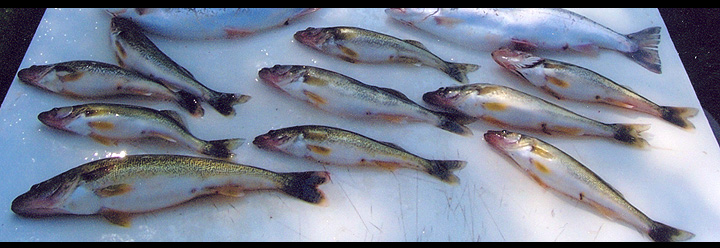 Lake Erie Walleye Fishing Colchester Harbour Wheatley Harbour